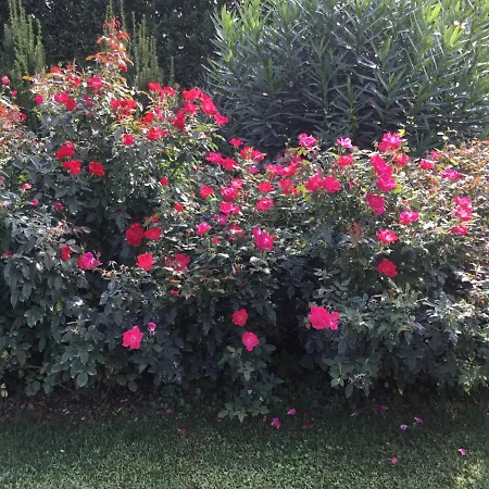 La Pergola Bed & Breakfast