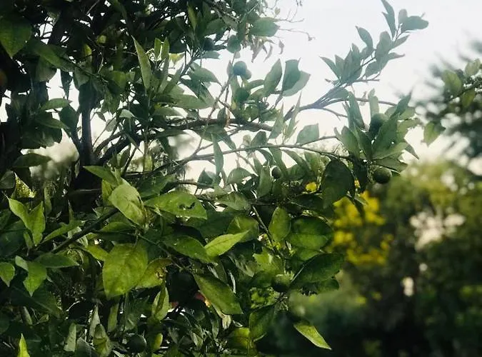 La Pergola 住宿加早餐酒店