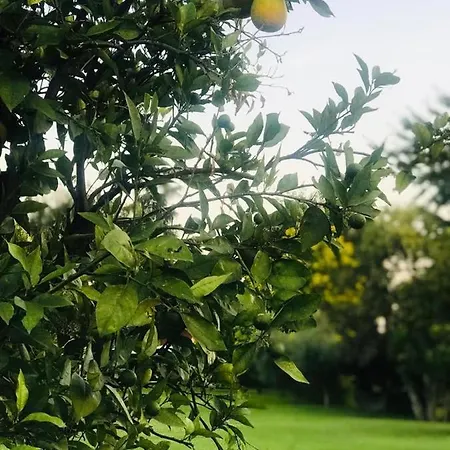 La Pergola לינה וארוחת בוקר