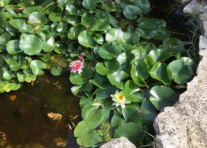 Oda ve Kahvaltı La Pergola